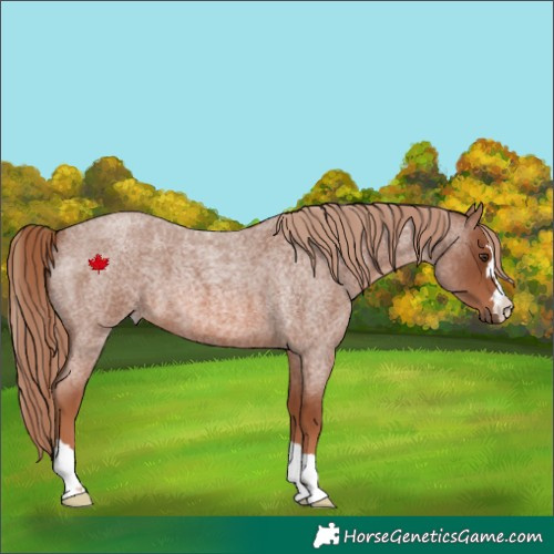 Horse Color:Red Roan 