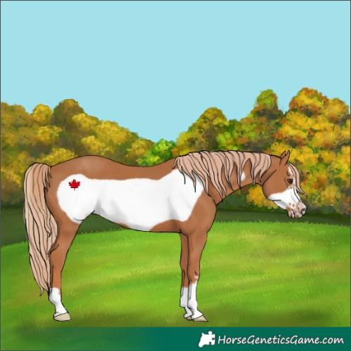 Horse Color:Chestnut Frame 