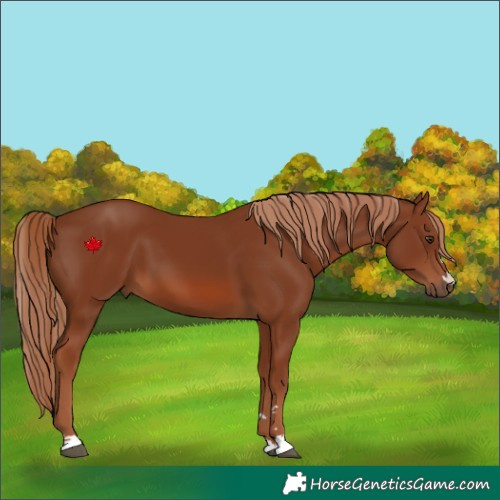 Horse Color:Chestnut 