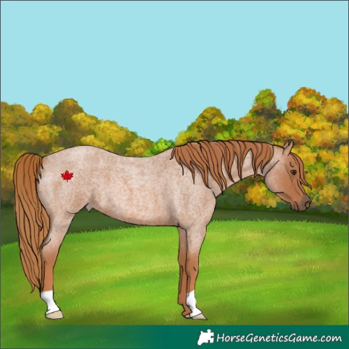 Horse Color:Red Roan 