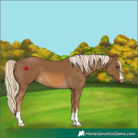 Horse Color:Chocolate Palomino 