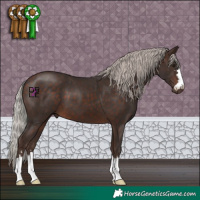 Horse Color:Silver Bay 