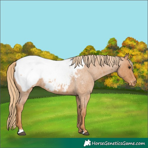 Horse Color:Red Roan Appaloosa 