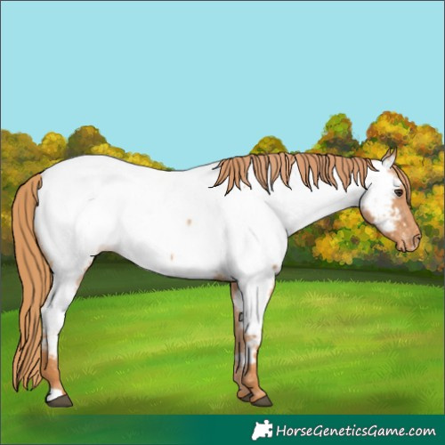 Horse Color:Red Roan Near Fewspot