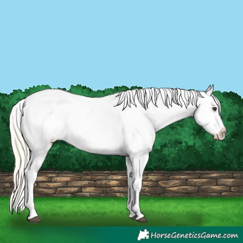 Horse Color:Palomino Roan Near Fewspot 