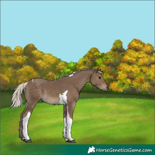 Horse Color:Silver Smoky Black Tobiano 