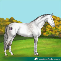 Horse Color:Gray Classic Champagne Sabino 