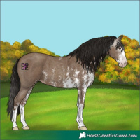 Horse Color:Gray Classic Champagne Sabino 