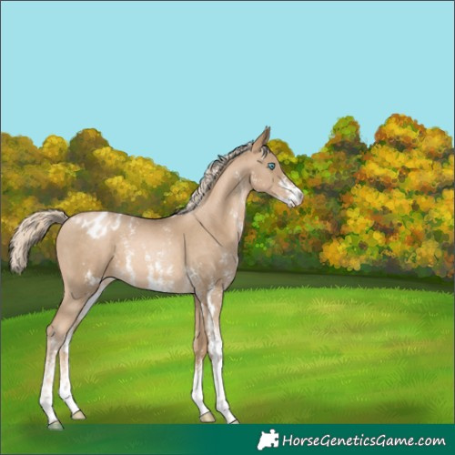 Horse Color:Chocolate Palomino Pearl Mushroom Sabino Varnish 
