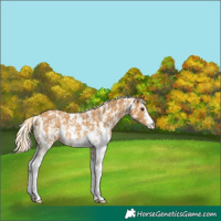 Horse Color:Palomino Sabino 