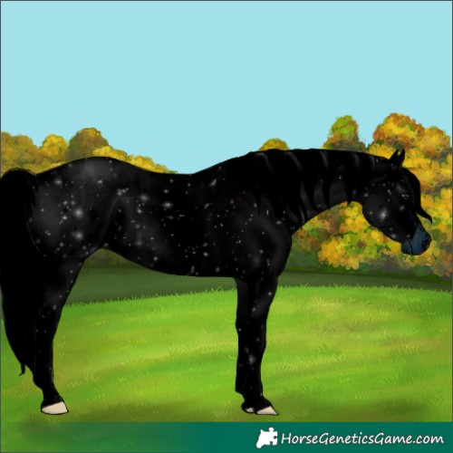 Horse Color:ERROR: UNKNOWN ANOMALY