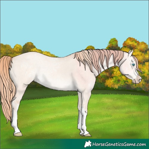 Horse Color:White Spotted Perlino Dun Rabicano 