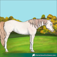 Horse Color:White Spotted Perlino Dun Rabicano