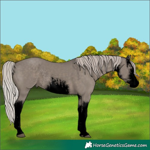 Horse Color:Void White Spotted Silver Grullo Rabicano 