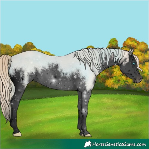 Horse Color:Void White Spotted Smoky Creme Splash 