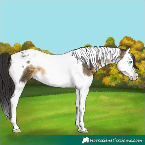 Horse Color:White Spotted Buckskin Splash Tobiano 