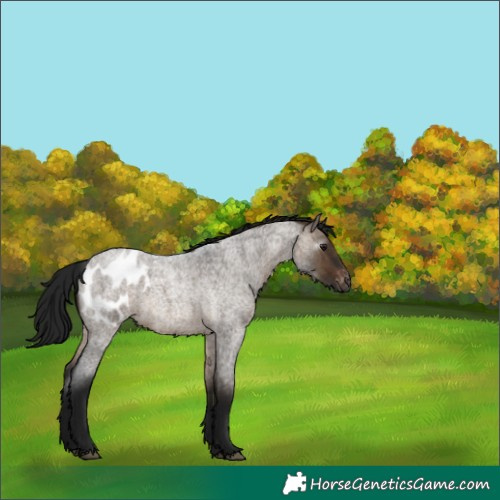 Horse Color:Gray White Spotted Brown Roan Dun Appaloosa