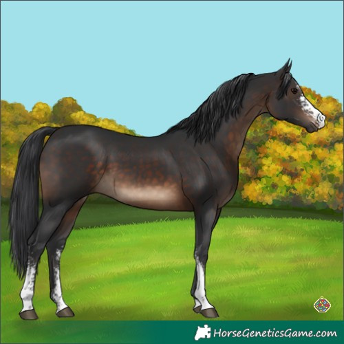 Horse Color:Brown Sabino 