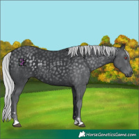 Horse Color:Silver Black Chinchilla 