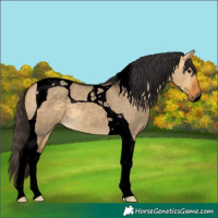 Horse Color:Void Buckskin Dun Tobiano
