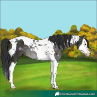 Horse Color:Midnight Brown Dun Splash Tobiano 