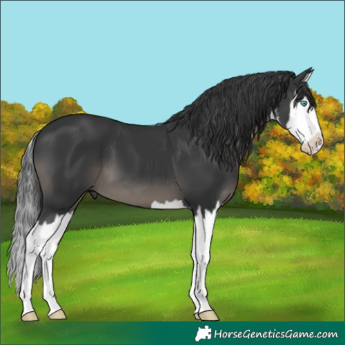 Horse Color:White Spotted Black Splash 