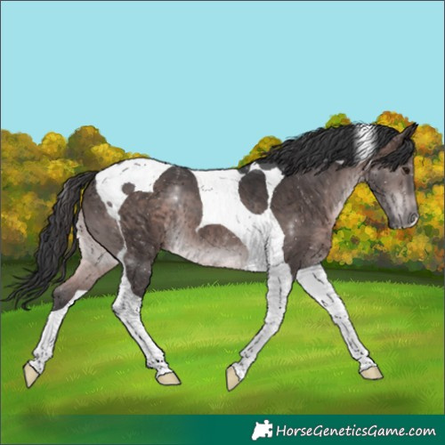 Horse Color:Platinum Brown Tobiano 