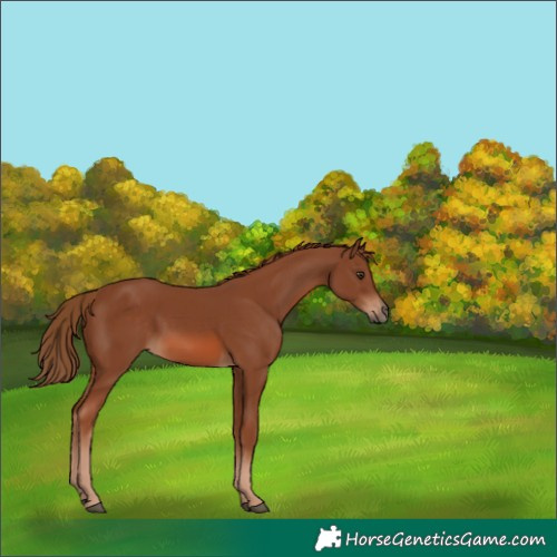 Horse Color:Chestnut 