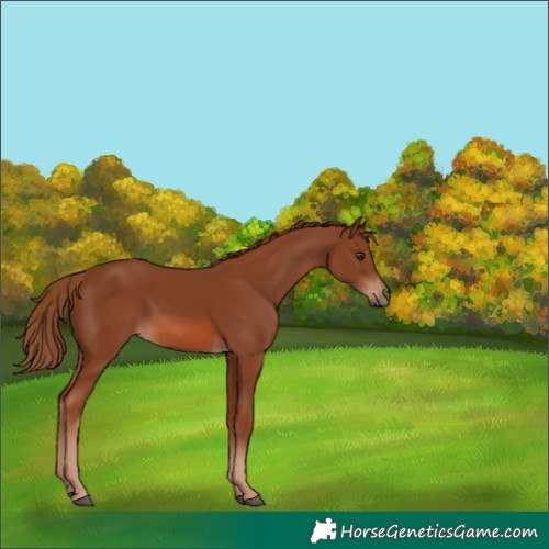Horse Color:Chestnut 