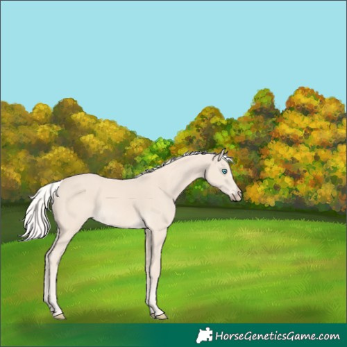 Horse Color:Cremello 