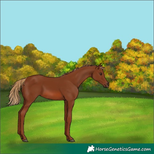 Horse Color:Chestnut 