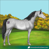 Horse Color:Sable Champagne Chinchilla 
