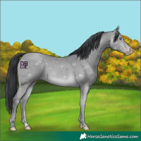 Horse Color:Sable Champagne Chinchilla