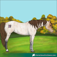 Horse Color:Buckskin Roan Appaloosa