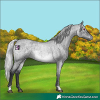 Horse Color:Silver Brown Chinchilla Roan 