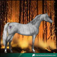 Horse Color:Silver Brown Chinchilla Roan 