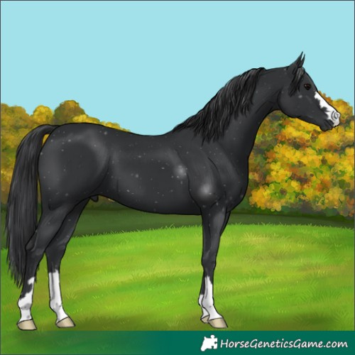 Horse Color:Black 