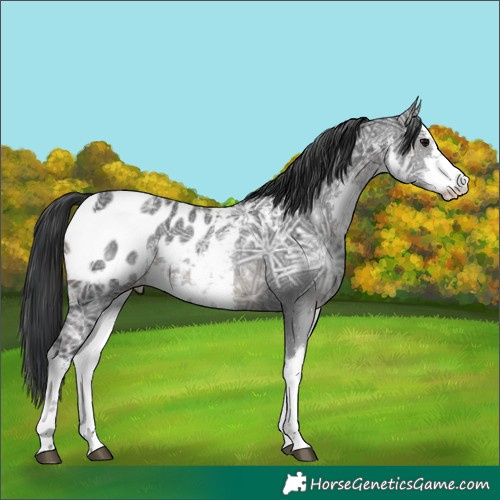 Horse Color:White Spotted Black Ice Appaloosa 