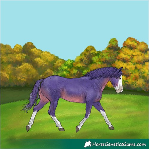 Horse Color:Watercolor White Spotted Black Splash 