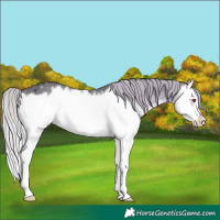 Horse Color:Silver Brown Chinchilla Ice Splash 