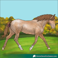 Horse Color:Bay Pearl 
