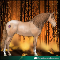 Horse Color:Bay Pearl 