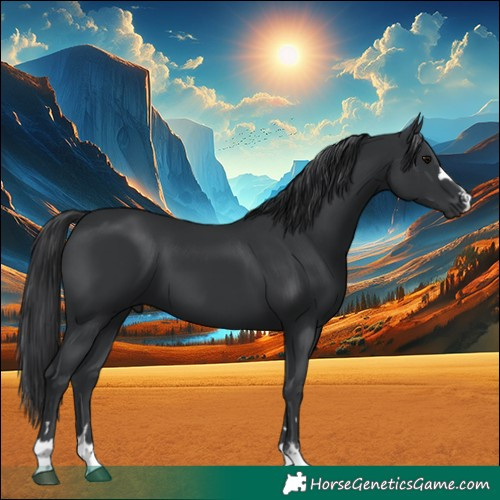 Horse Color:Black 