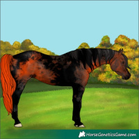 Horse Color:Void Brown Tobiano 