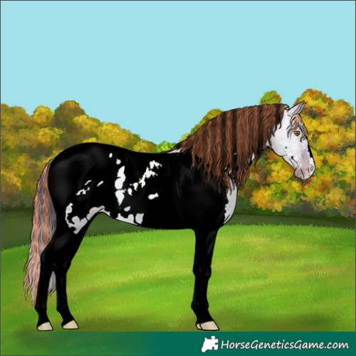 Horse Color:Painted White Spotted Brown Ice Dun Tobiano Appaloosa 
