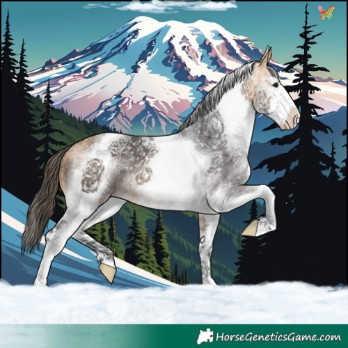 Horse Color:White Spotted Buckskin 