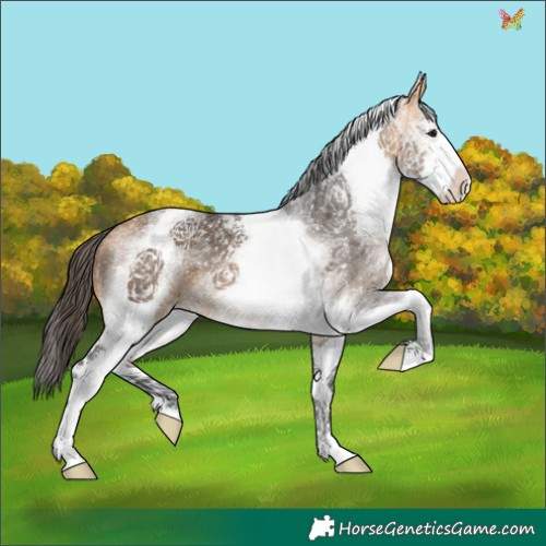 Horse Color:White Spotted Buckskin 