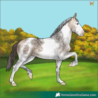 Horse Color:White Spotted Buckskin