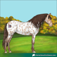 Horse Color:Amber Champagne Appaloosa 