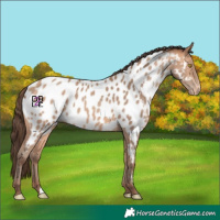 Horse Color:Amber Champagne Blanket 